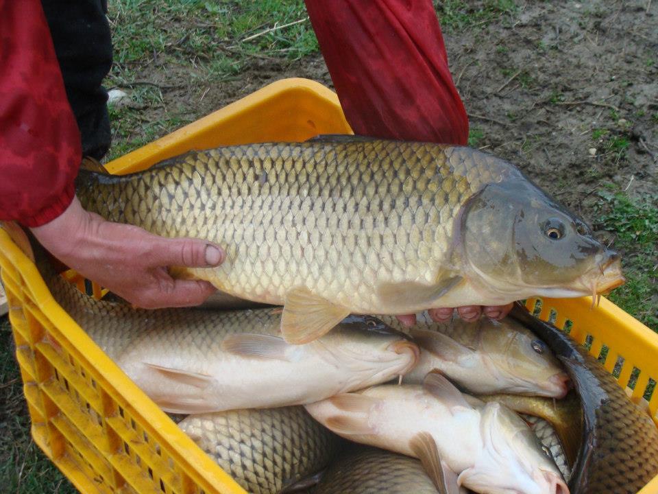 Populare Balta Cristian  - 534915110478005815431532080561n.jpg